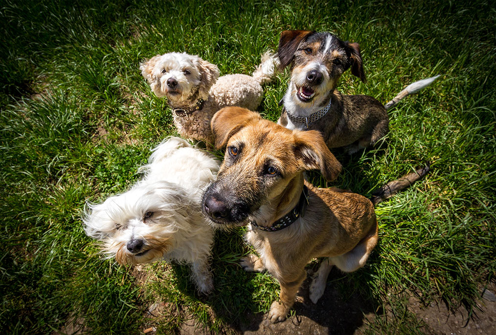 Pension canine Bain-de-Bretagne