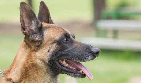 Pension canine avec box individuel